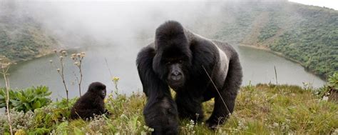 Rwanda Gorilla Tours | Gorilla trekking Rwanda | Rwanda Gorilla Safaris