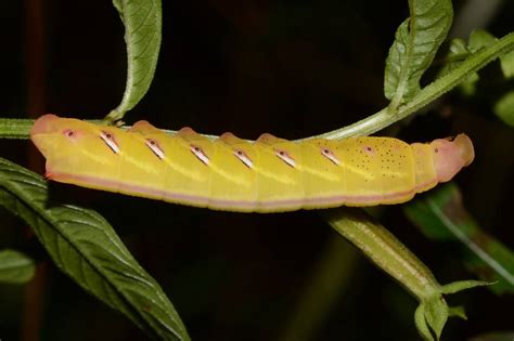 Eumorpha Fasciatus Sphingidae Of The United States Of America