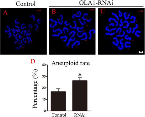 Ola1 Is Responsible For Normal Spindle Assembly And Sac Activation In