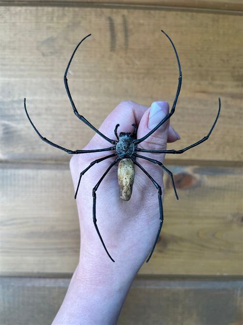 Giant Golden Orb Web Spider