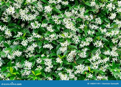 Wall Of Chinese Star Jasmine Flowers Trachelospermum Jasminoides In