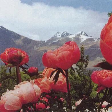 Coral Peonies | The Tree Center™