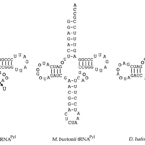 Pdf The Amino Terminal Domain Of Pyrrolysyl Trna Synthetase Is