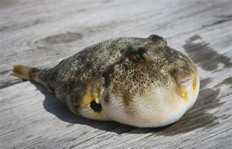 Puffer Fish: Profile, Facts, Traits, Ecology, Range, Diet, Size - SeaFish