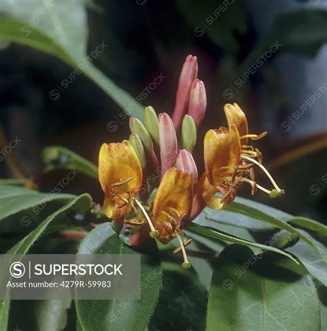 Evergreen Honeysuckle Blossom Lonicera Henryi Superstock