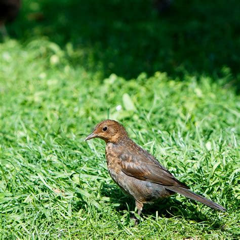 Blackbird Female Bird Free Stock Photo Public Domain Pictures