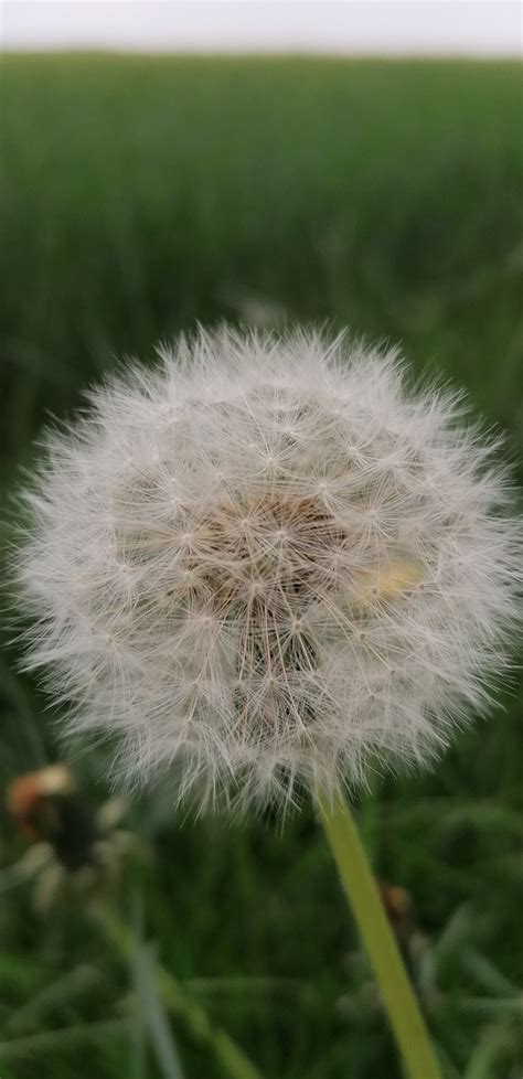 Pusteblume Feld Wiese Kostenloses Foto Auf Pixabay Pixabay