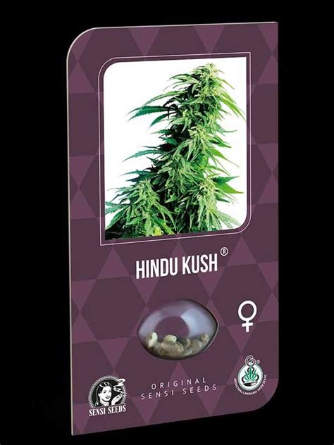 Hindu Kush Sensi Seeds Cannabis Seeds From The Netherlands