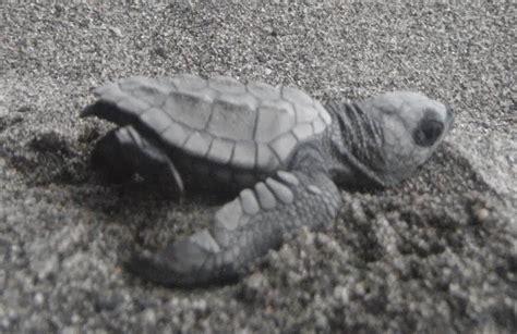 Caminando Con La Tortuga Golfina Desarrollo De Embrionario De Lepidochelys Olivacea