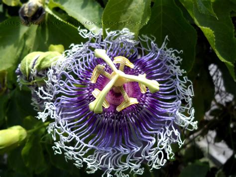 hearts garden breathtaking passiflora