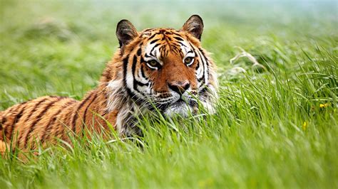 Brown Bengal Tiger On Grass Field Hd Wallpaper Wallpaper Flare