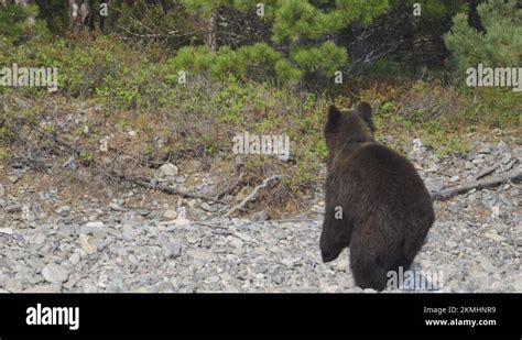 European Black Bear Stock Videos Footage Hd And K Video Clips Alamy