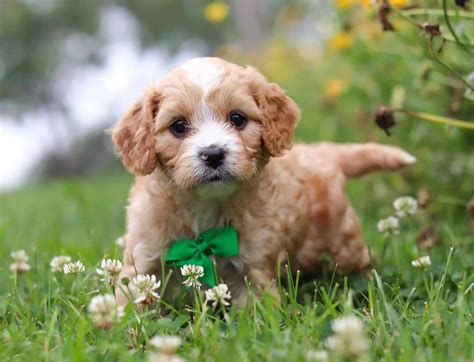 Contact For Cavapoo Breeder Best Cavapoos