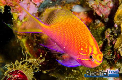 Serranocirrhitus Latus Un Anthias Parfait Pour L Aquarium R Cifal