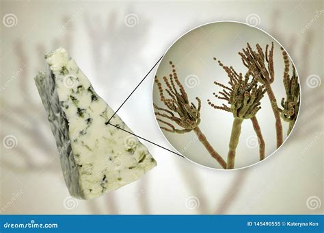 Queso Del Roquefort Y Roqueforti Del Penicillium De Los Hongos Usado