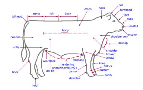 Cow Leg Bones Diagram : Small Animal Faculty Of Veterinary Medicine ...