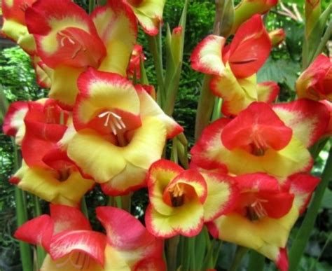 Гладиолус нанус низкорослый Las Vegas / Лас Вегас, 3 луковицы : цена ...