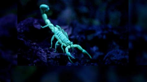 Scorpion Venom: Can It Really Cure What Ails You? - ABC News