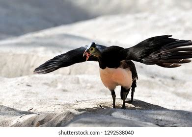 Maleo Macrocephalon Maleo Megapode Bird Endemic Stock Photo 1292538040 ...