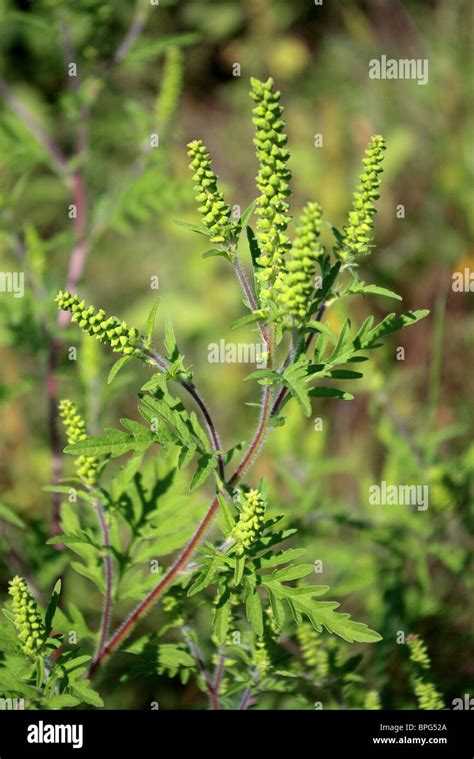 Common Ragweed Ambrosia Artemisiifolia Stock Photo Alamy