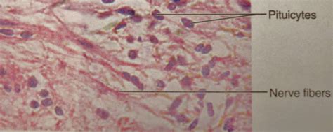 Microscopic Structure Of Anterior Pituitary Gland