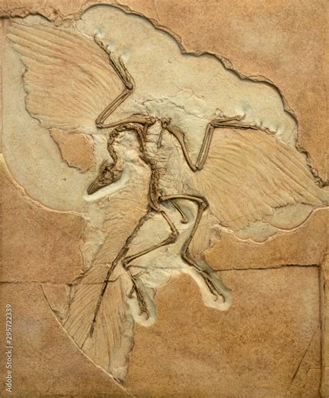 Fossil imprint of archaeopteryx showing bones and feathers. Stock Photo ...