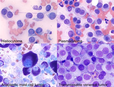 TVT EClinpath