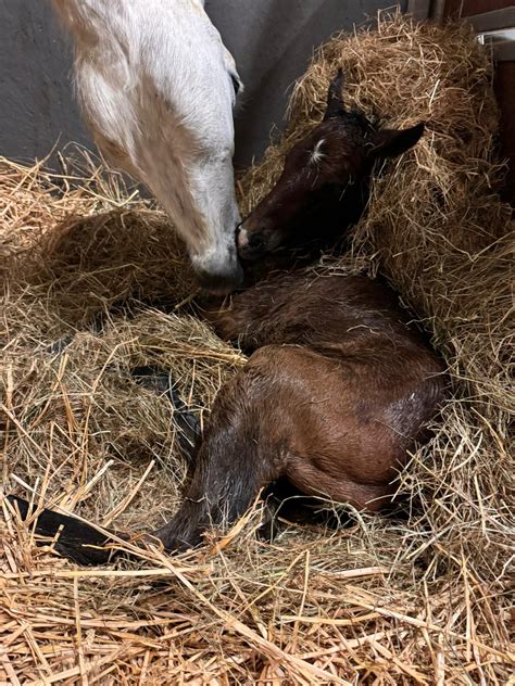 Le Haras Des Coudrettes Olympe HDC