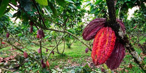 Precio Del Cacao Alcanza Sus Mayores Niveles En A Os Y Ecuador Tiene