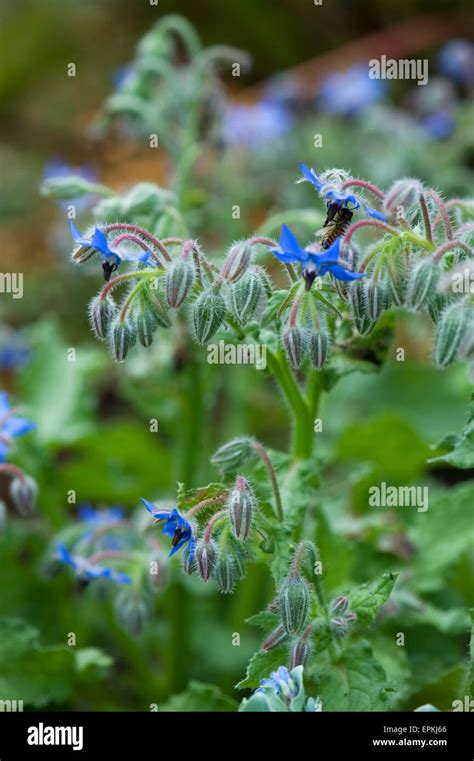 Borago Officinalis Leaves Hi Res Stock Photography And Images Alamy