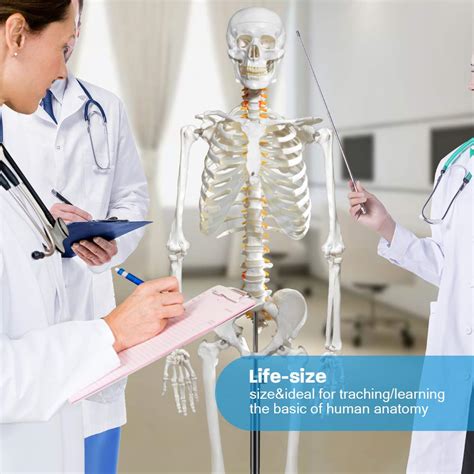 Human Skeleton Model For Anatomy Life Size Medical Human Skeleton