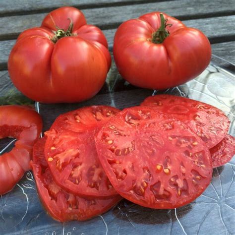 Tomato Pomodoro Beefsteak The Italian Gardener Pty Ltd