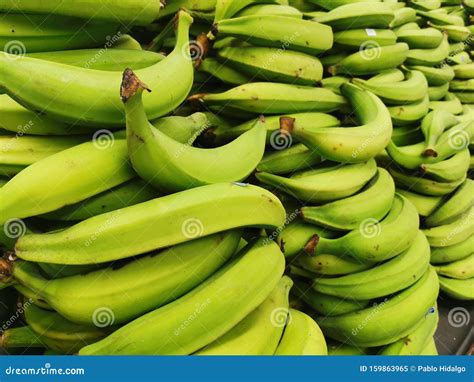 Plantain The Fruit They Produce Is Generally Used For Cooking Stock