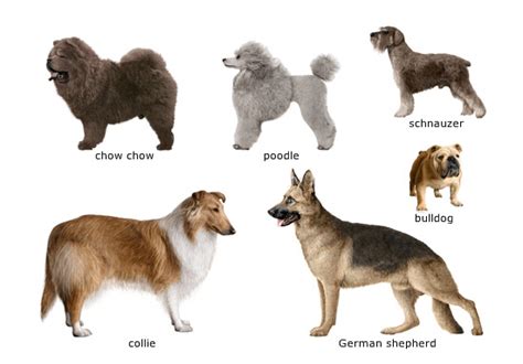 Akc Dog Breed List - Dog Breeds