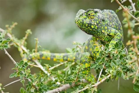 Do Chameleons Change Colour To Their Surroundings