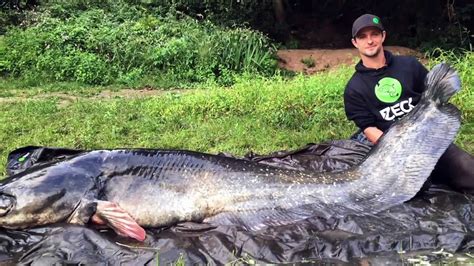 World Record Catfish Caught