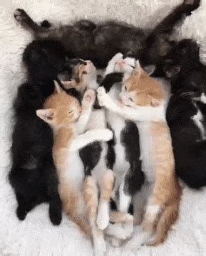 Kittens Sleeping Together on Make a GIF