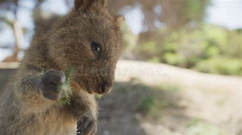 Close Up Portrait Wild Quokka Rottnest Island Western Australia