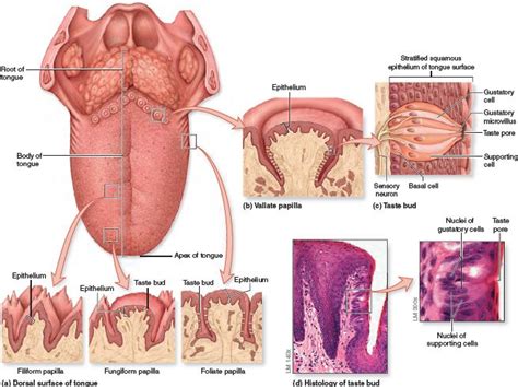 Tongue Papillae And Taste Buds A Papillae Are Small Elevations On