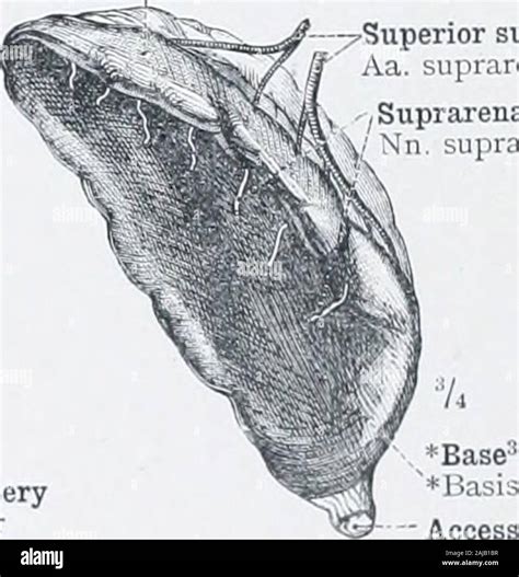 Suprarenal artery hi-res stock photography and images - Alamy