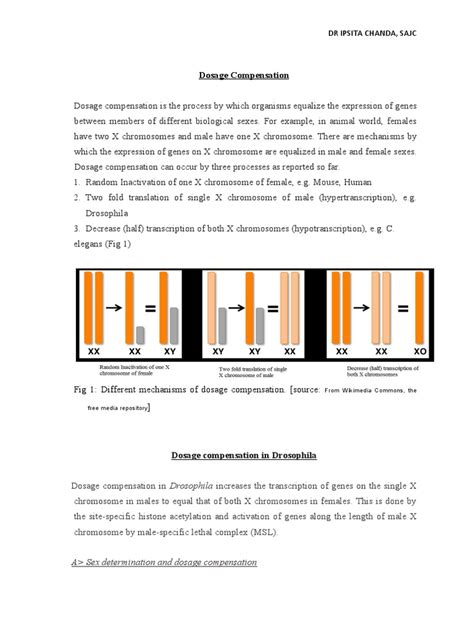 Dosage Compensation In Drosophila Pdf