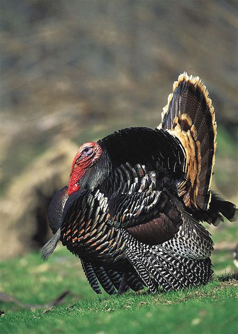 Strutting Wild Turkey Wallpapers Top Free Strutting Wild Turkey