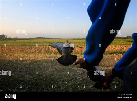 Bantul Indonesia 04th Sep 2015 Participants And Fans Of Pigeons