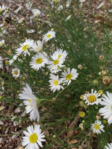 Brachyscome Paludicola Inaturalist