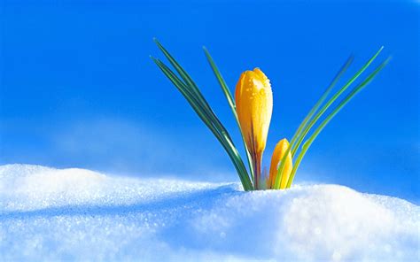 Flowers in Snow Wallpapers - Top Free Flowers in Snow Backgrounds ...