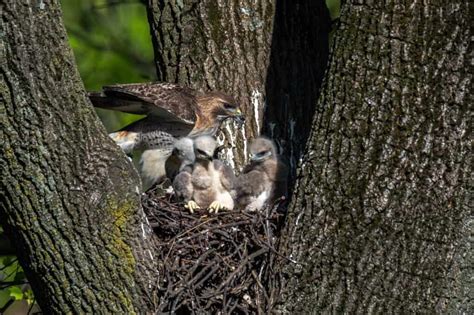 Where Do Red-Tailed Hawks Live? - A-Z Animals