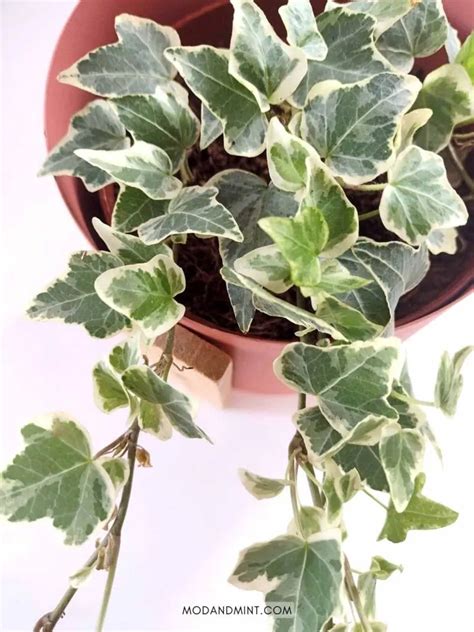 Indoor English Ivy Care For Hedera Helix As A Houseplant