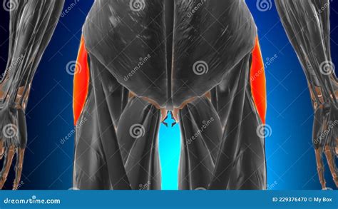 Tensor Fasciae Latae Muscle Anatomy For Medical Concept 3d Stock Illustration Illustration Of