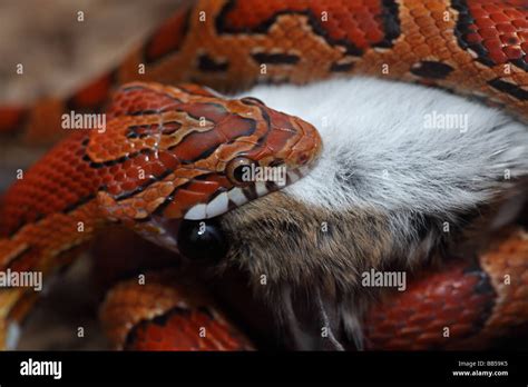 Corn Snake Pantherophis Guttatus Captive Swallowing A Mouse