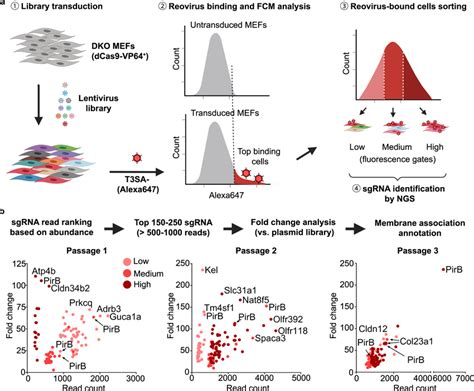 CRISPR Activation Screen Identifies PirB As A Potential Host Receptor